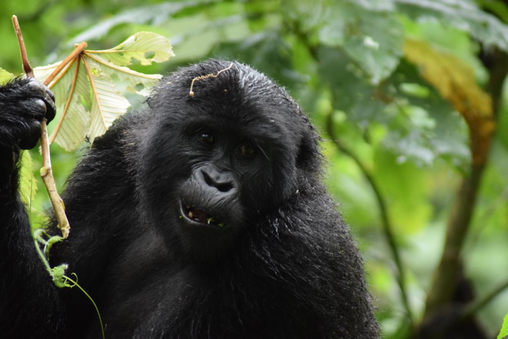 The Best Time to Visit Gorillas in Uganda