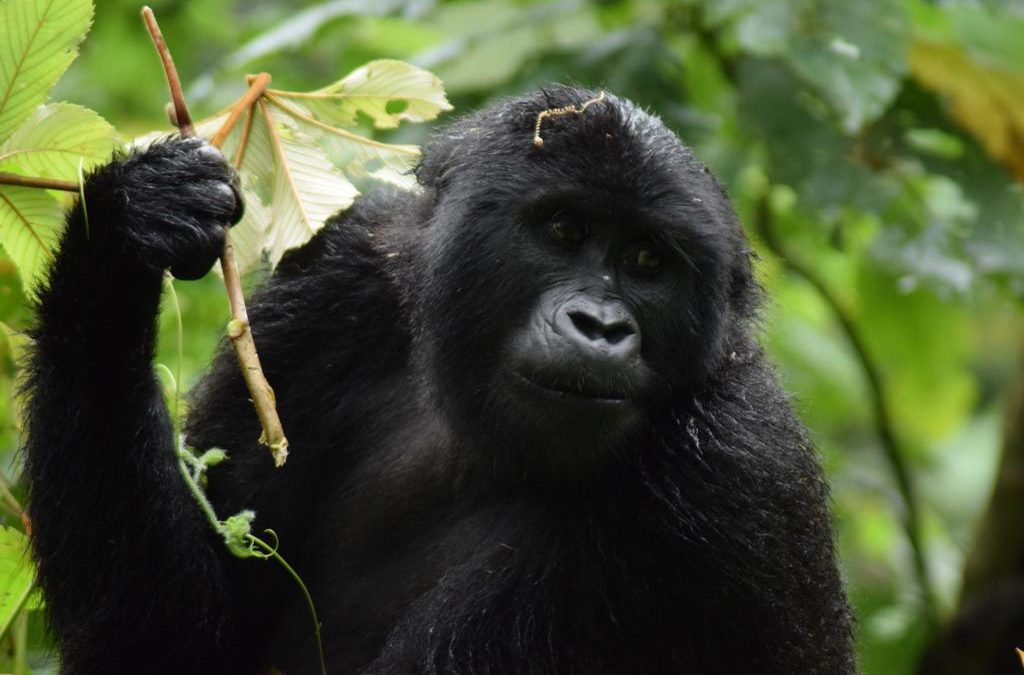 Kenya Uganda Gorilla Safari