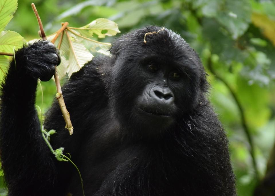 Kenya Uganda Gorilla Safari
