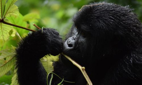 The Best Time to Visit Gorillas in Uganda