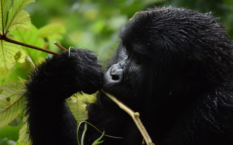Uganda Safaris Tours