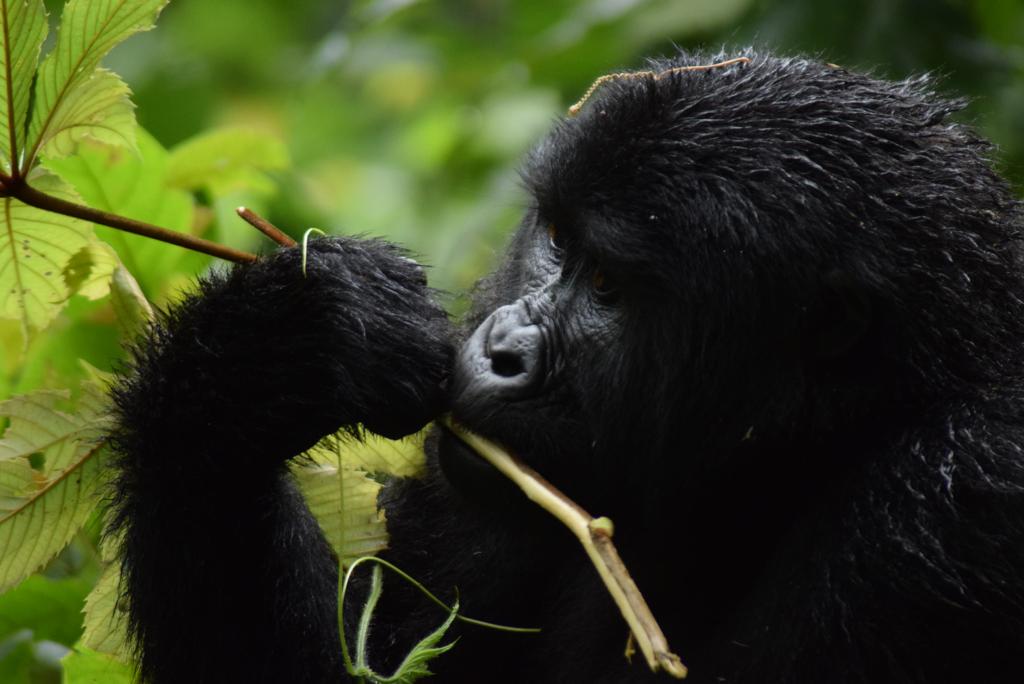 Chimpanzee and Gorilla Tour 