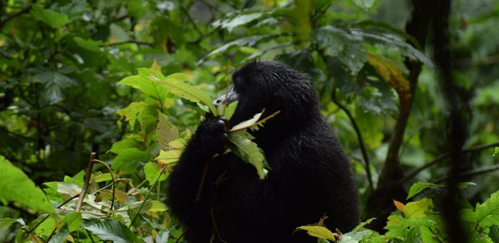 Gorilla Trekking safari to Uganda