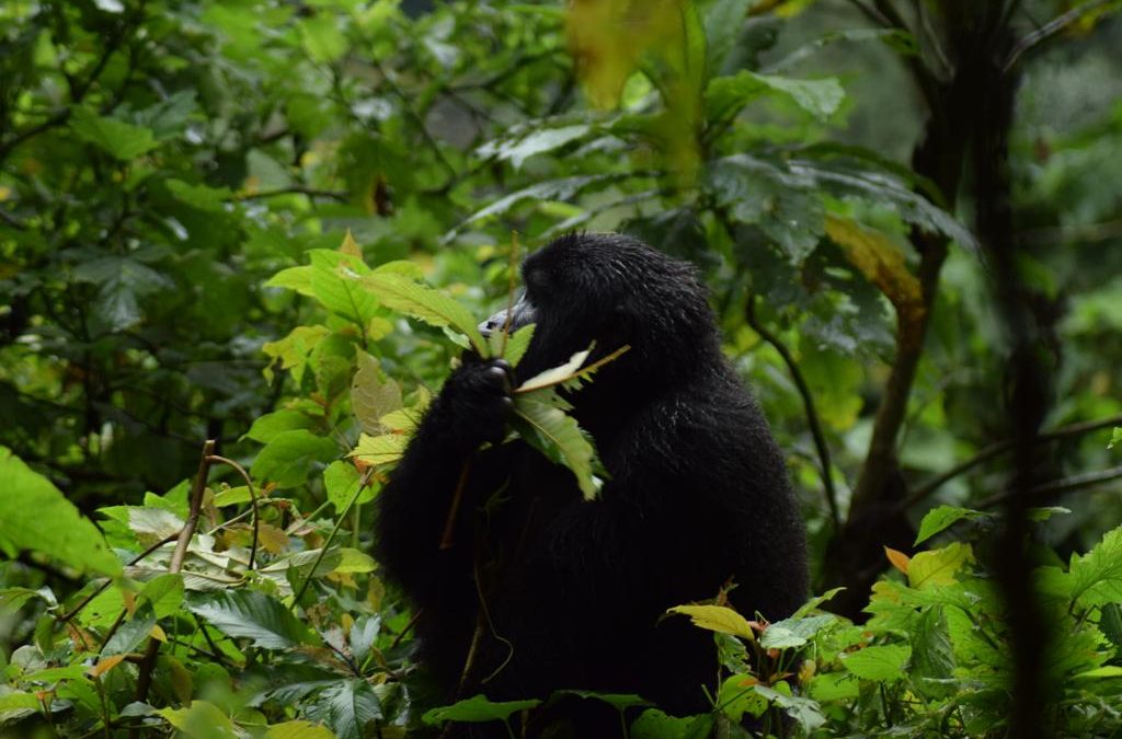 Gorilla Trekking safari to Uganda
