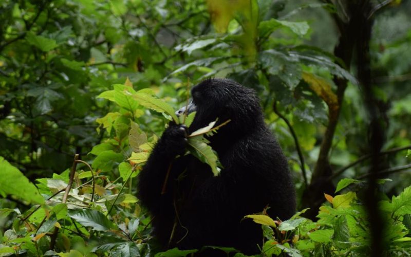 Gorilla Trekking safari to Uganda