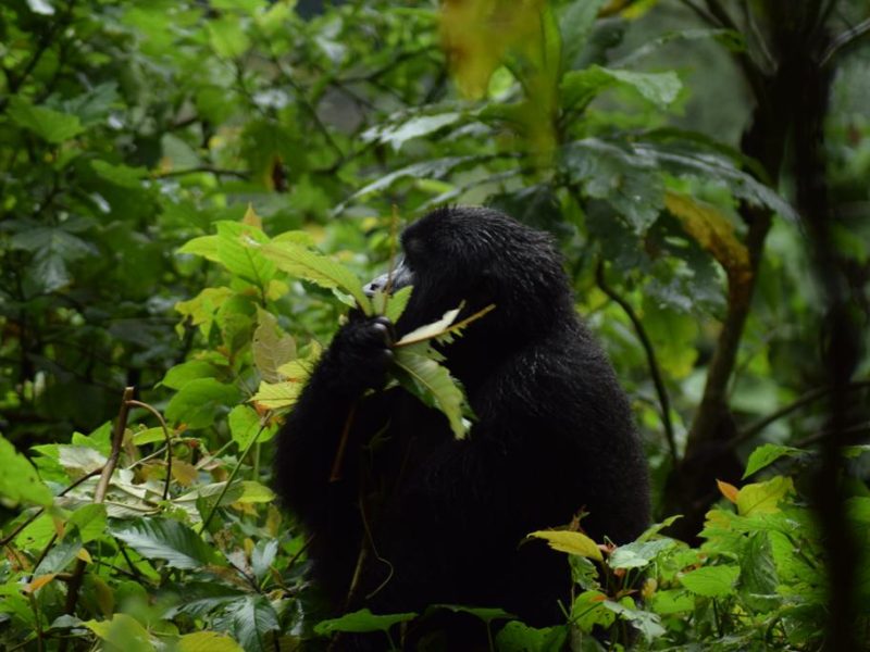 Gorilla Trekking safari to Uganda