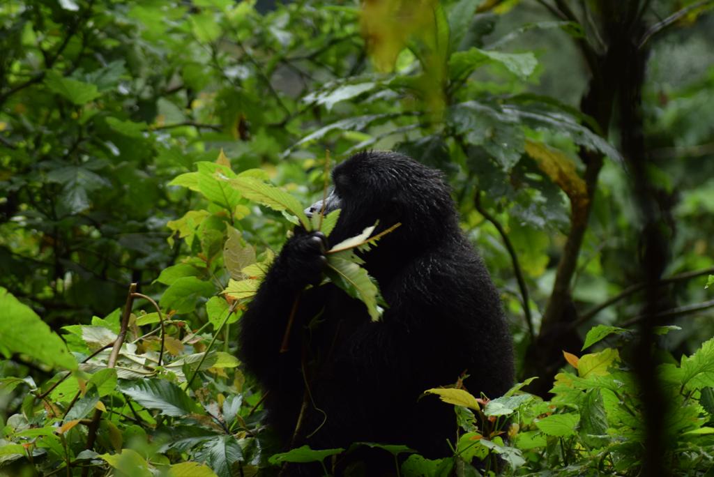 Gorilla Trekking safari to Uganda