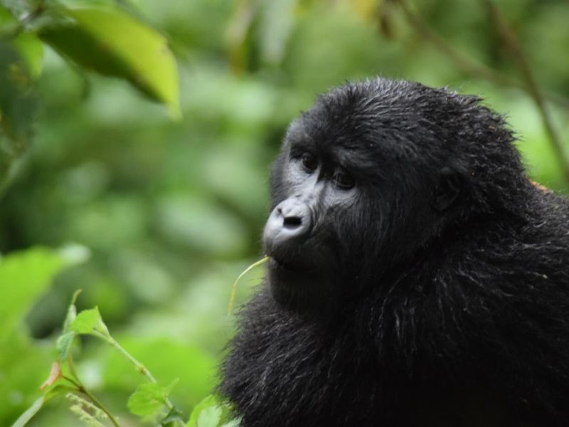 Rwanda Gorilla Trekking safaris Tour