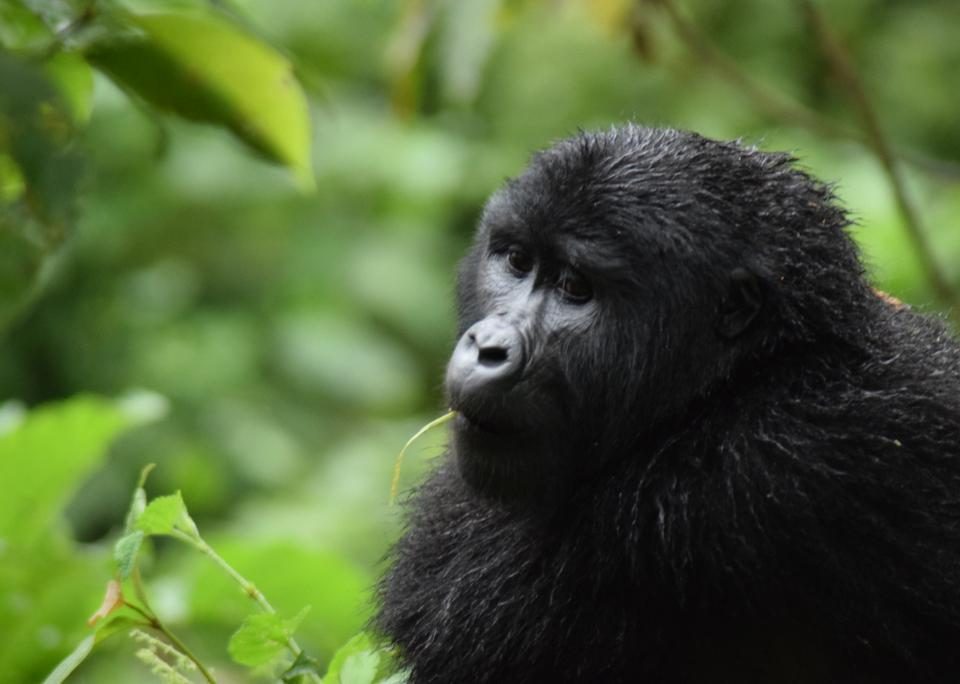 Rwanda Single and Double Gorilla Trekking safaris Tour