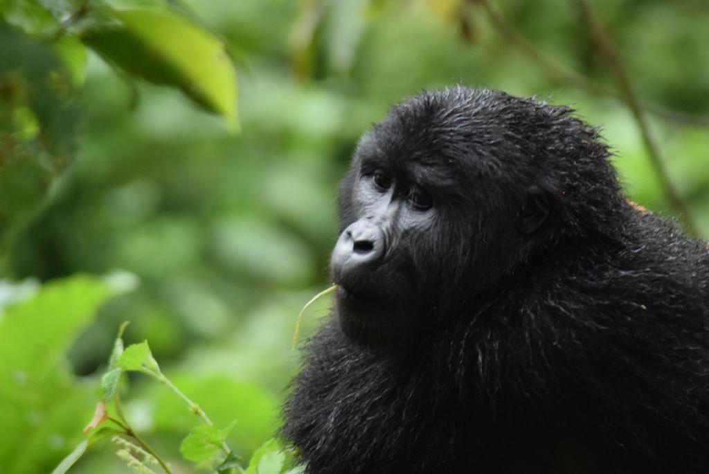 Rwanda Gorilla Trekking safaris