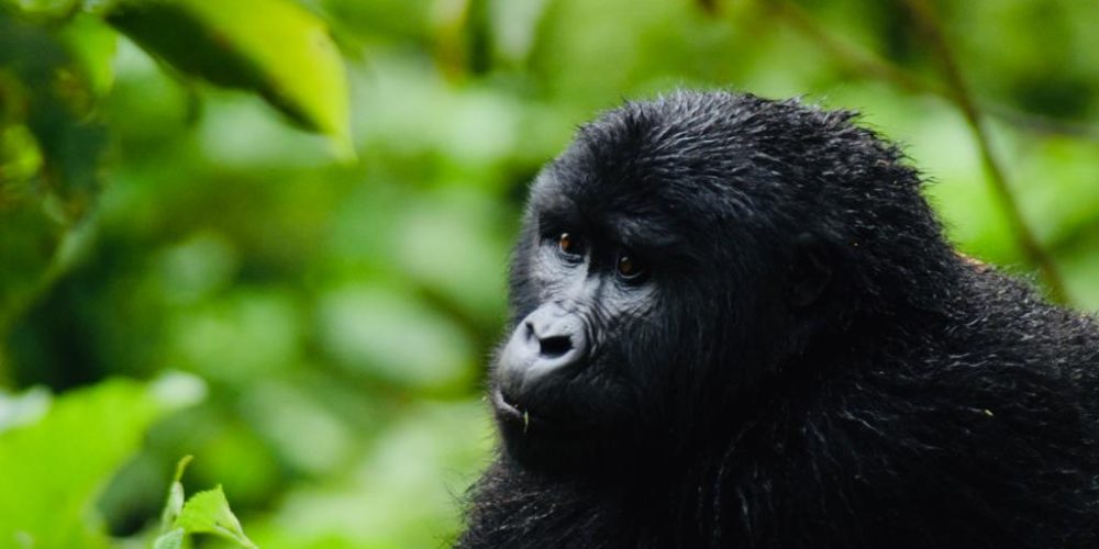 Uganda Gorilla Tracking Tours