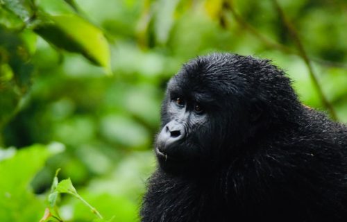 Uganda Gorilla Tracking Tours