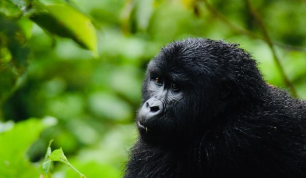 Uganda Gorilla Tracking Tours