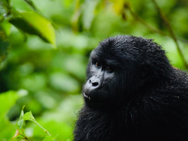 Uganda Gorilla Tracking Tours