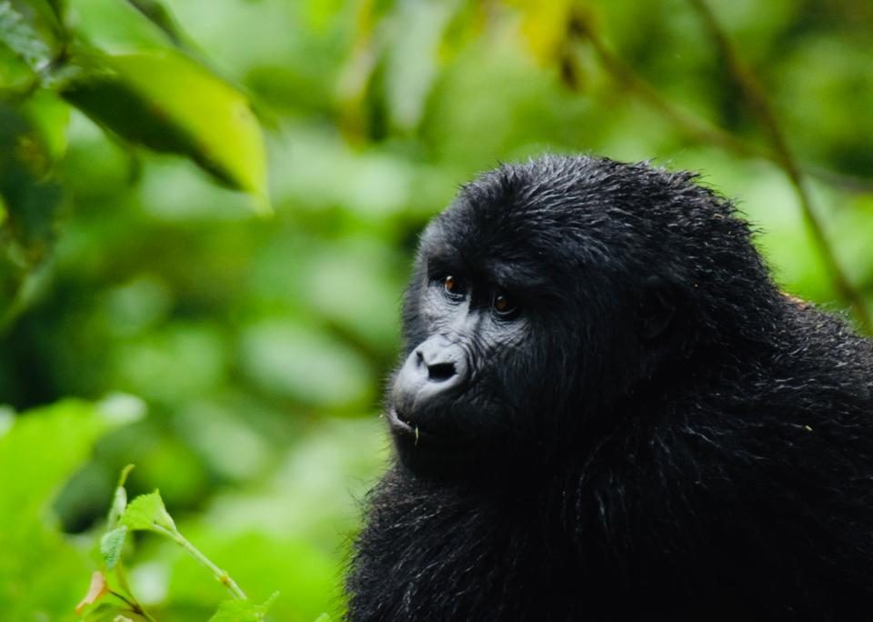 Uganda Gorilla Tracking Tours
