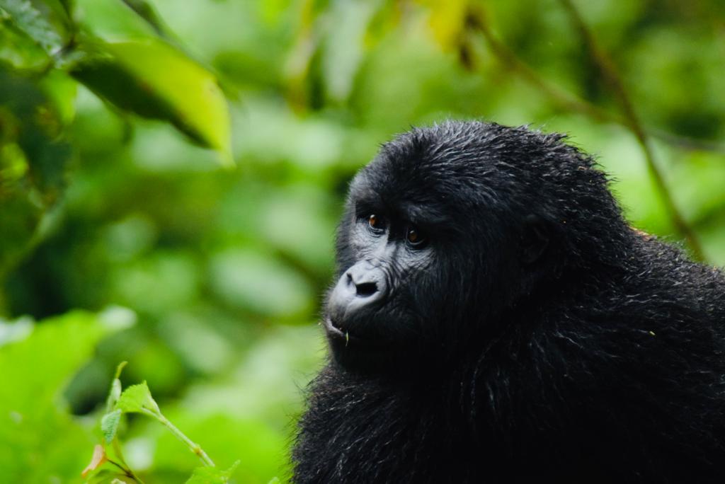 Uganda Gorilla Tracking Tours