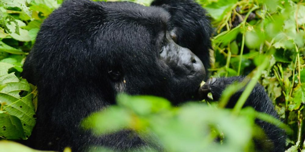 Uganda Gorilla Safaris Tour Holidays