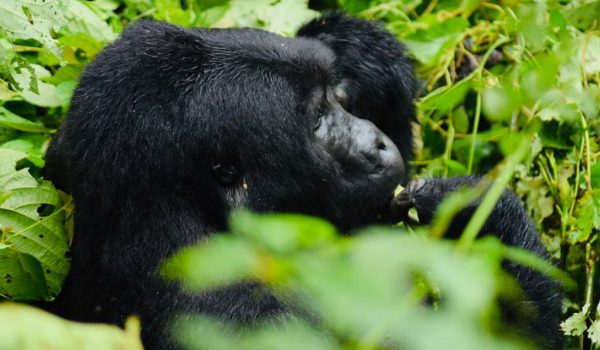 Uganda Gorilla Safaris Tour Holidays