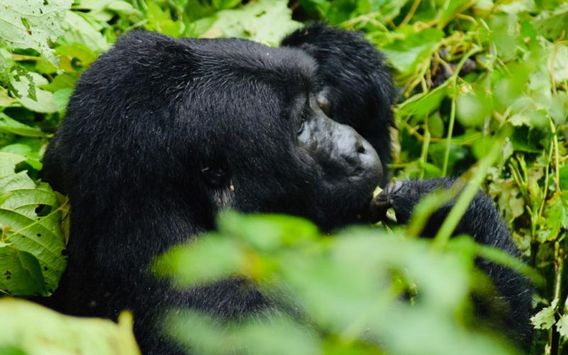 Uganda Gorilla Safaris Tour Holidays