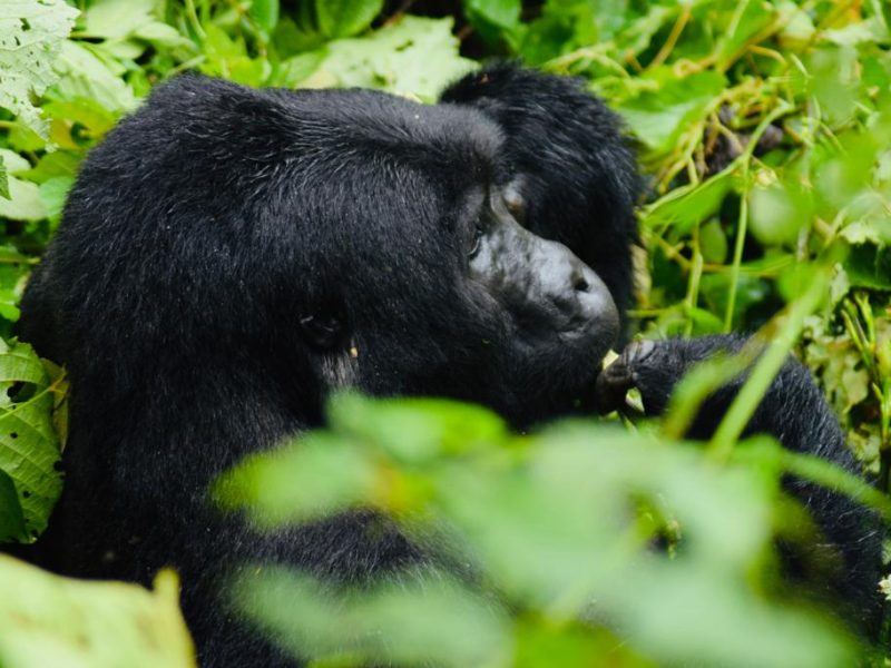 Uganda Gorilla Safaris Tour Holidays