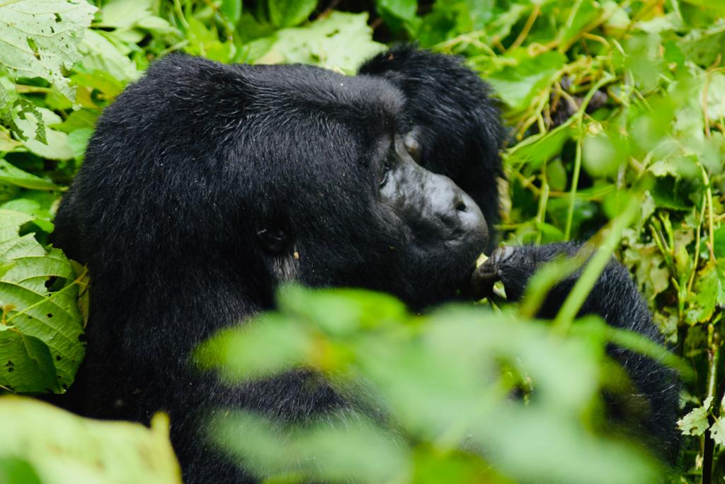 Gorilla and Chimpanzee Safari in Rwanda