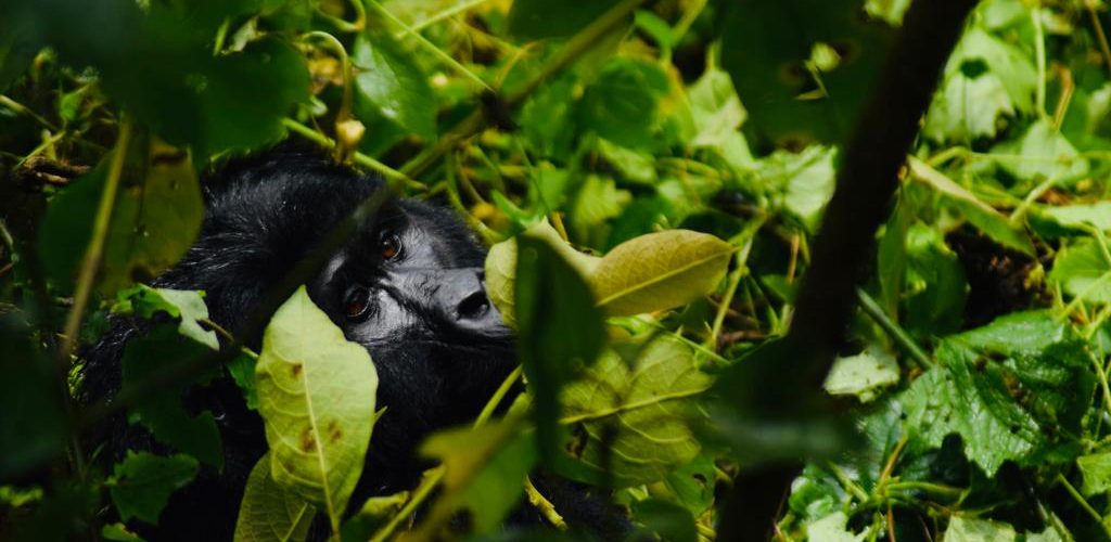 Rwanda Gorilla & Big5 Wildlife 9-Day Tour