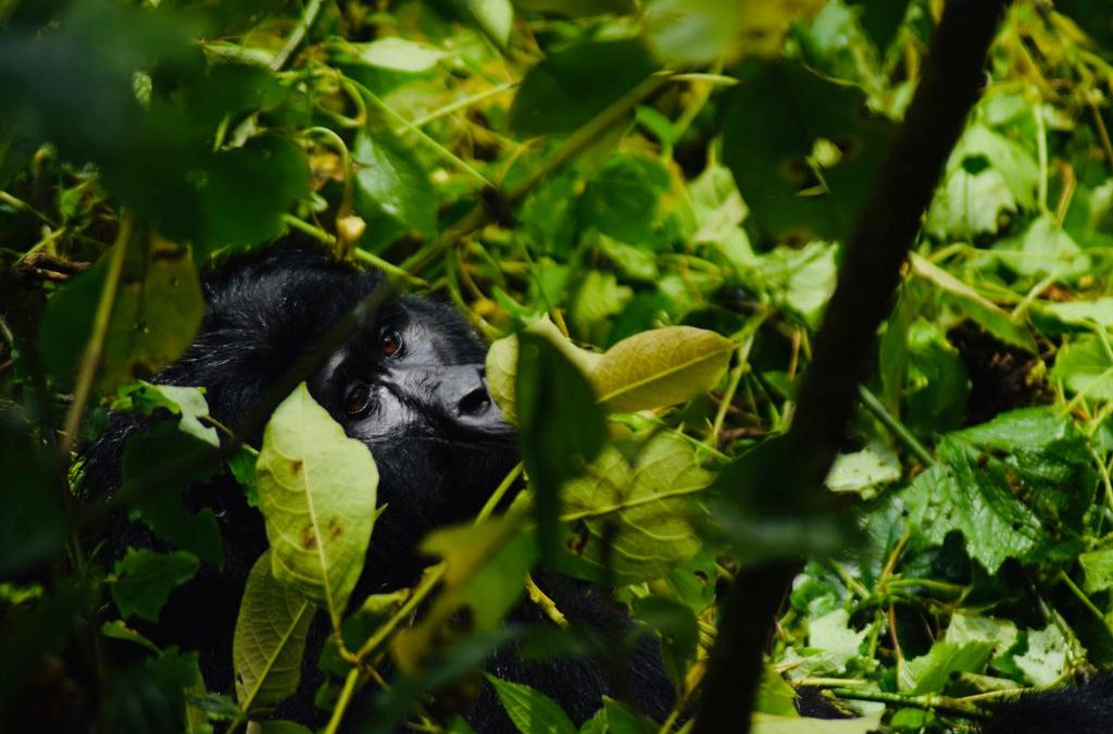 Bwindi Gorilla Trekking Safari Uganda