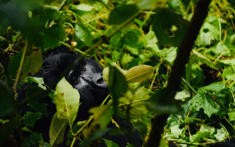 Bwindi Gorilla Trekking Safari Uganda