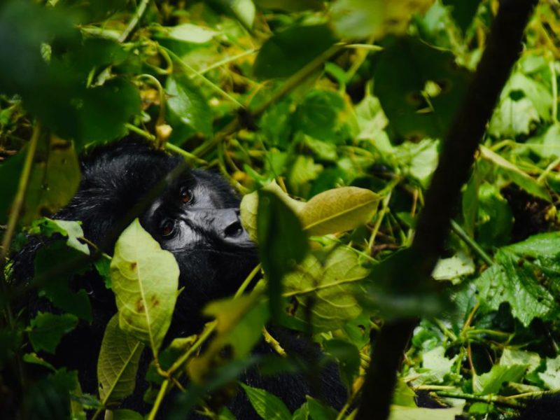 Bwindi Gorilla Trekking Safari Uganda