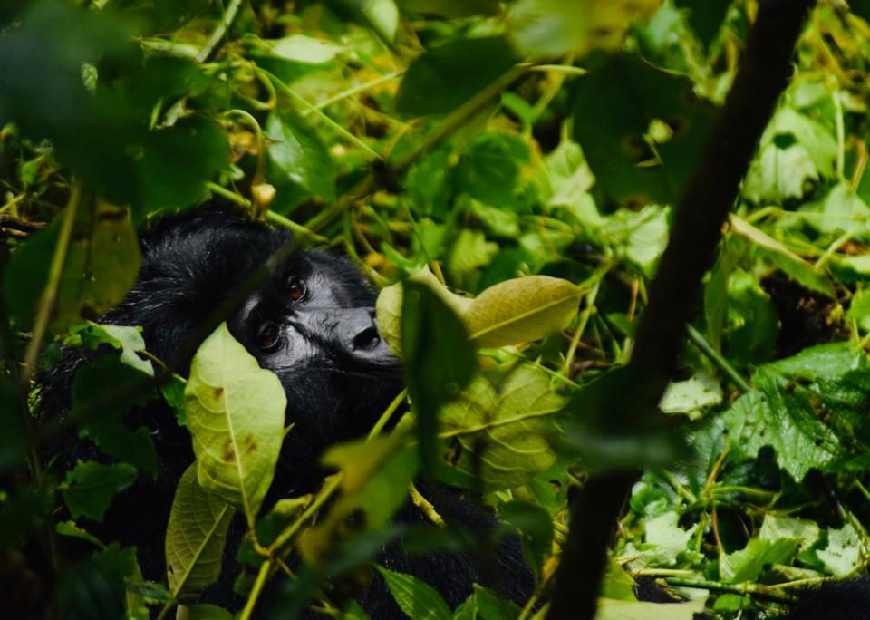 2 Days Rwanda Gorilla Trekking & Golden Monkey Tracking Tour
