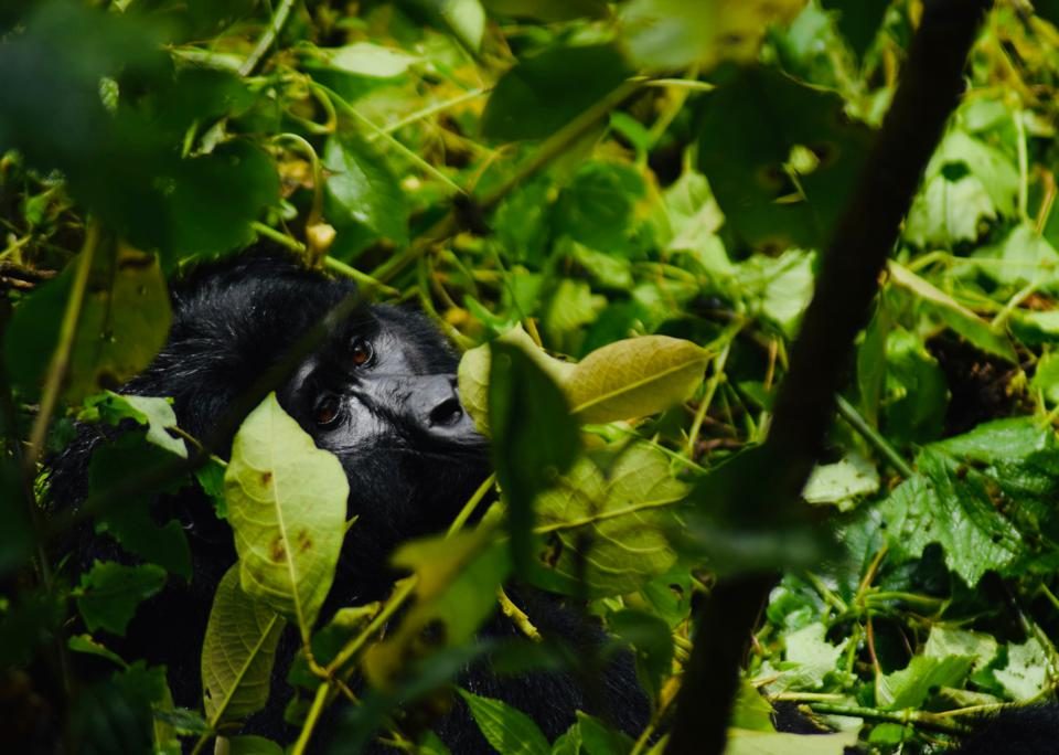 Bwindi Gorilla Trekking Safari Uganda