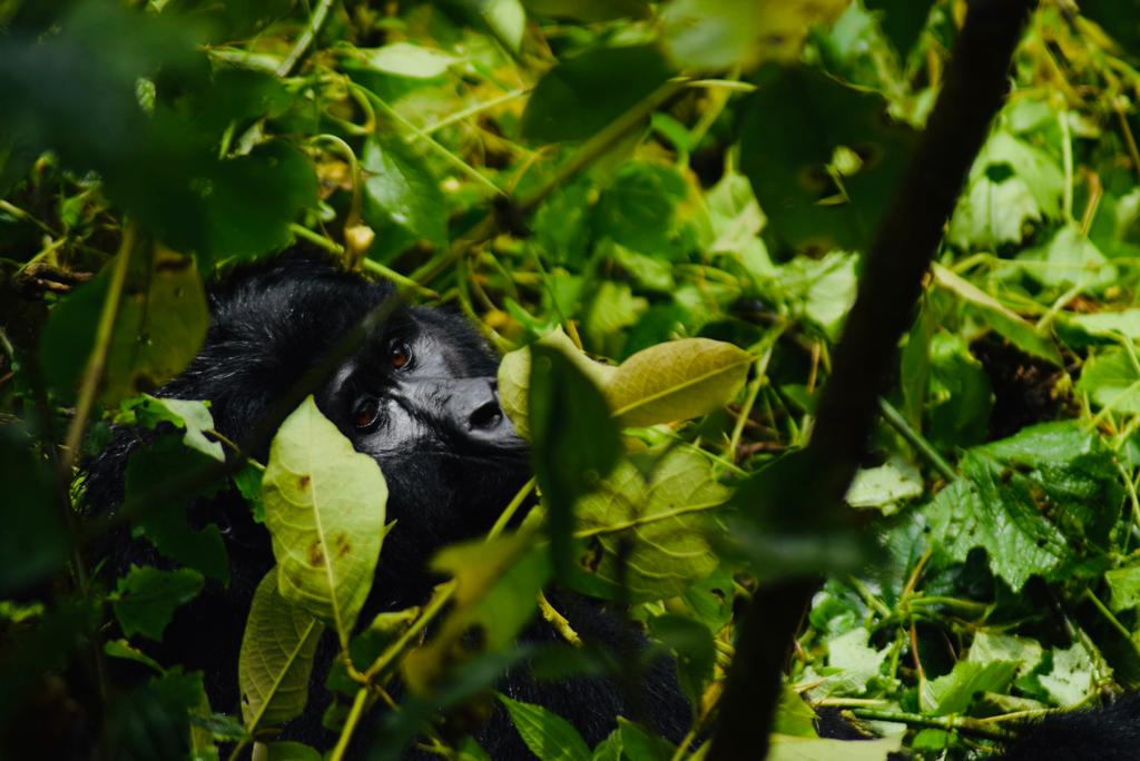 Bwindi Gorilla Trekking Safari Uganda