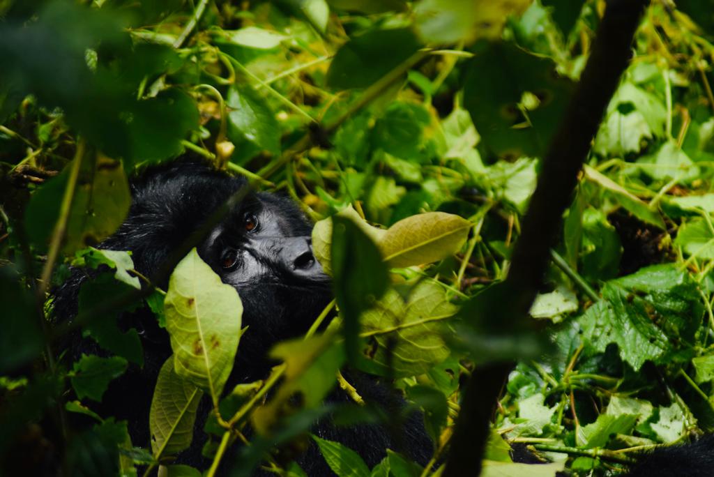 Bwindi Gorilla Tracking Safari Uganda