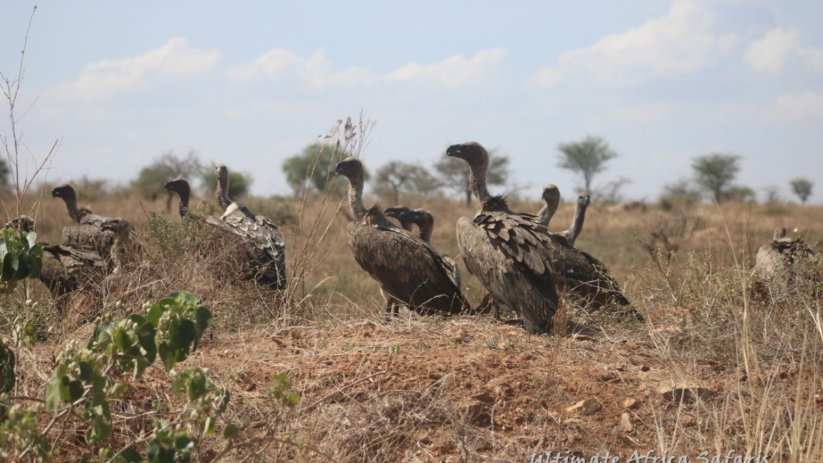 Tanzania Birding Safaris