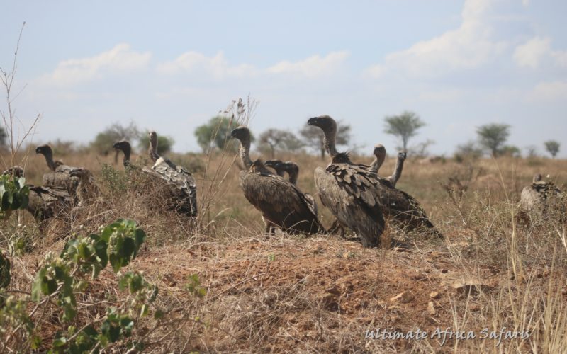 Tanzania Birding Safaris