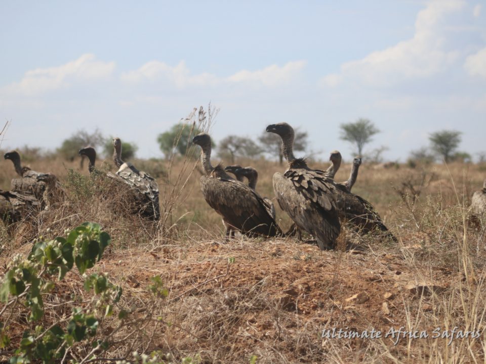 Tanzania Birding Safaris