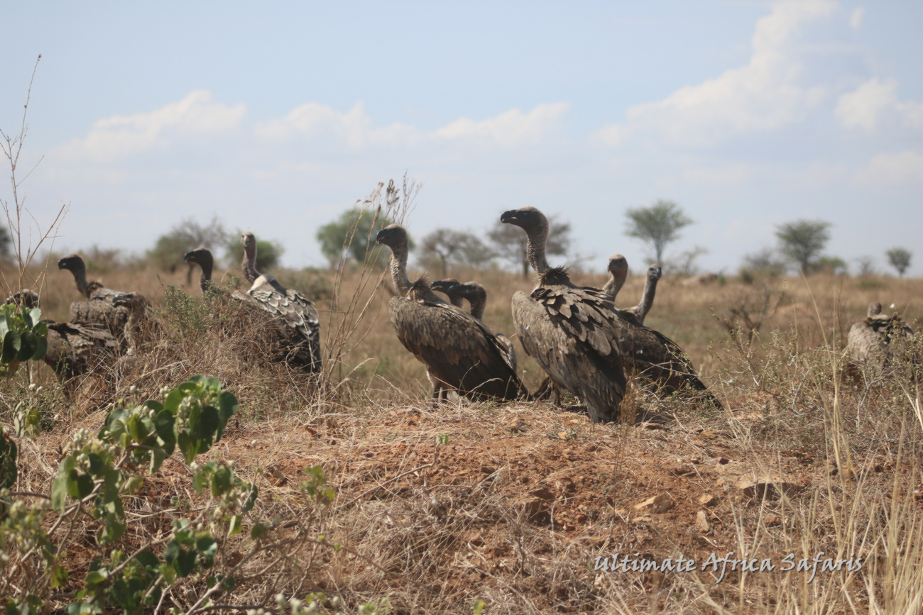 Tanzania Birding Safaris