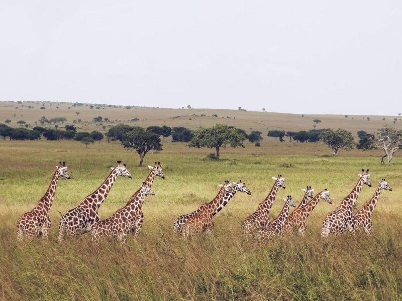 Giraffes in Akagera National Park