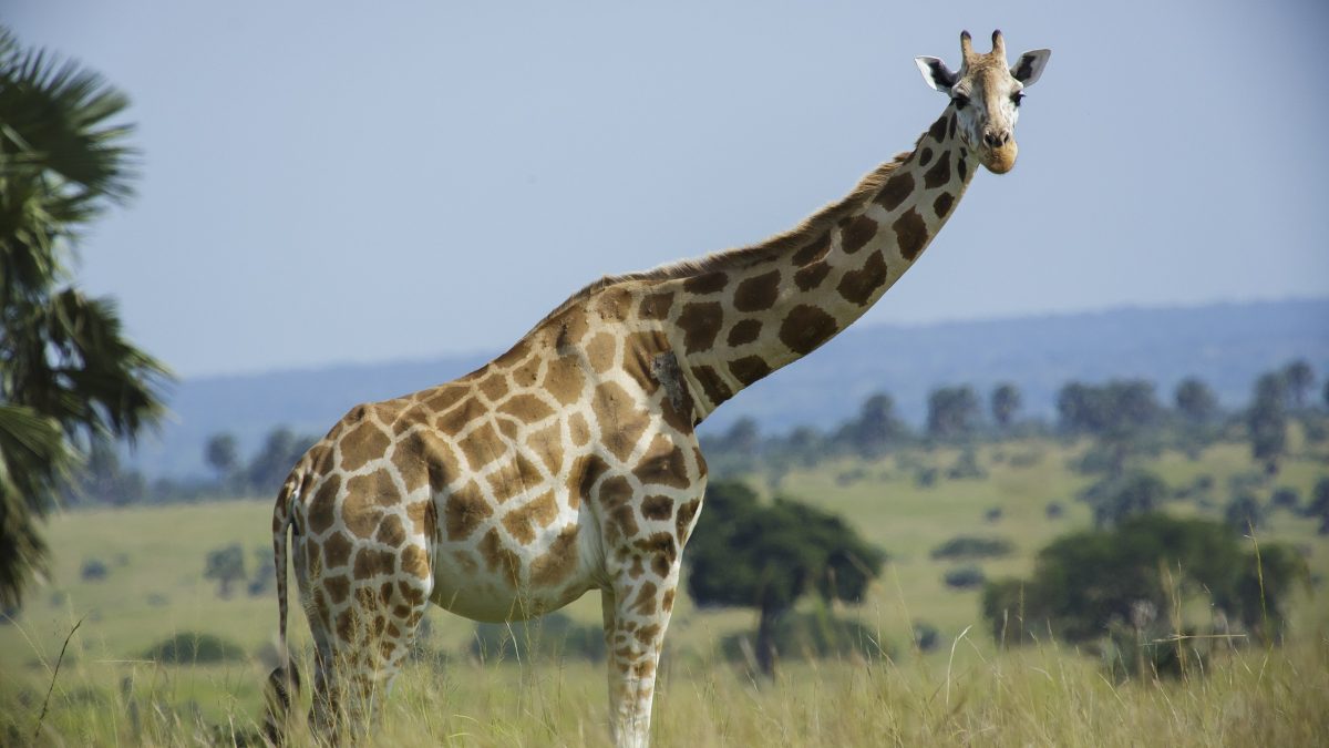 Lake Mburo National Park Uganda