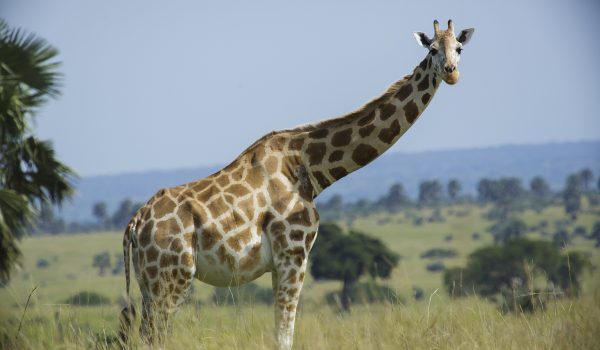 Lake Mburo National Park Uganda