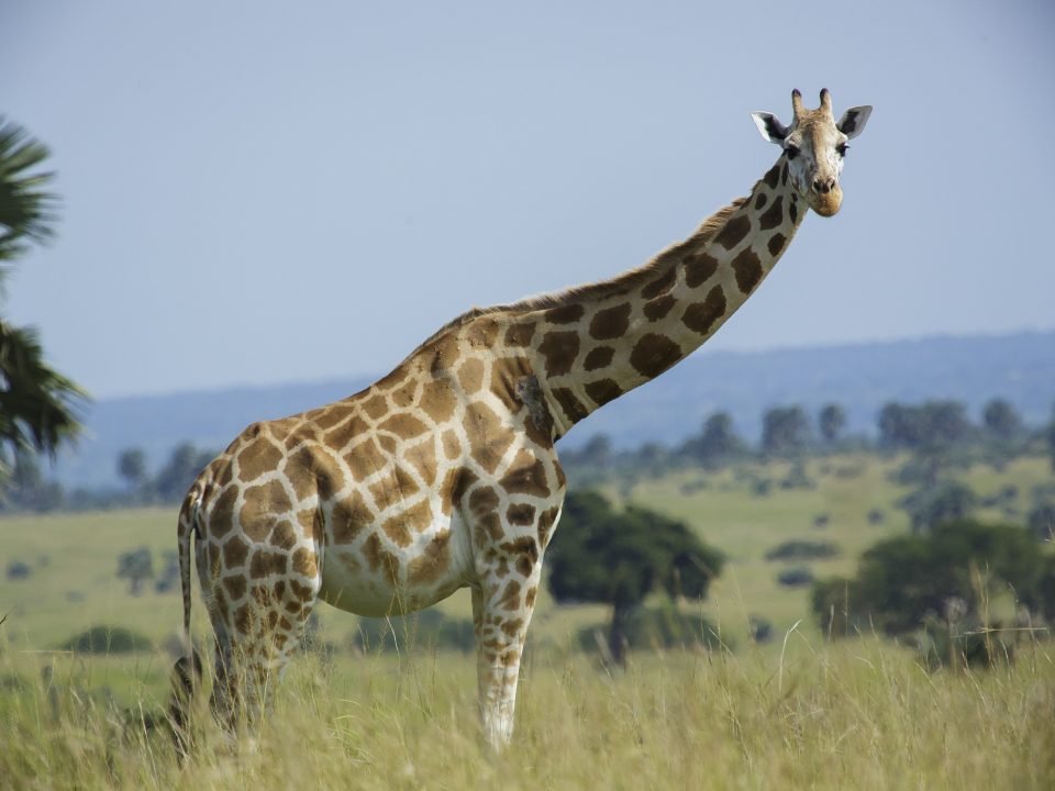 Lake Mburo National Park Uganda