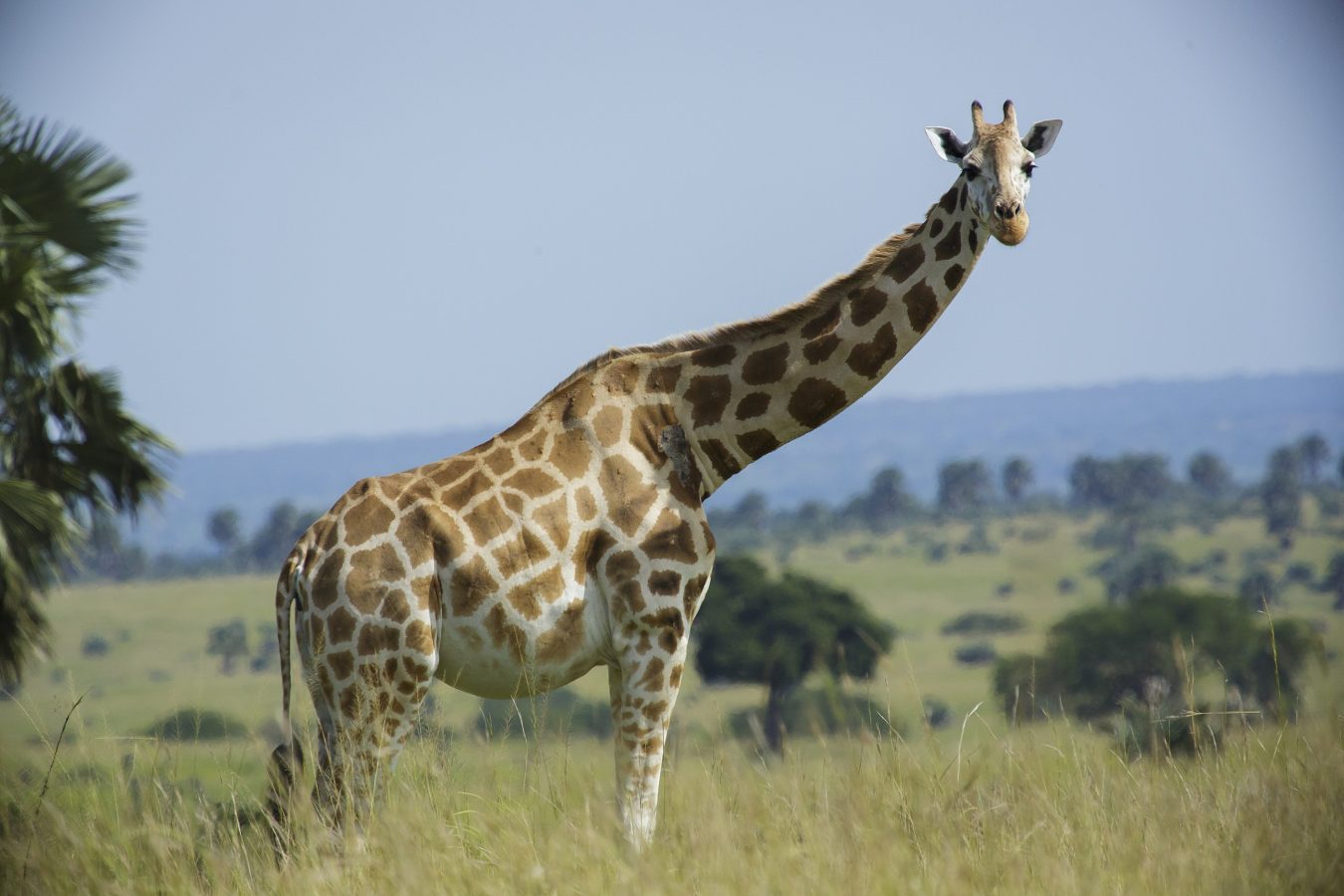 10 Days Uganda Safari Holiday