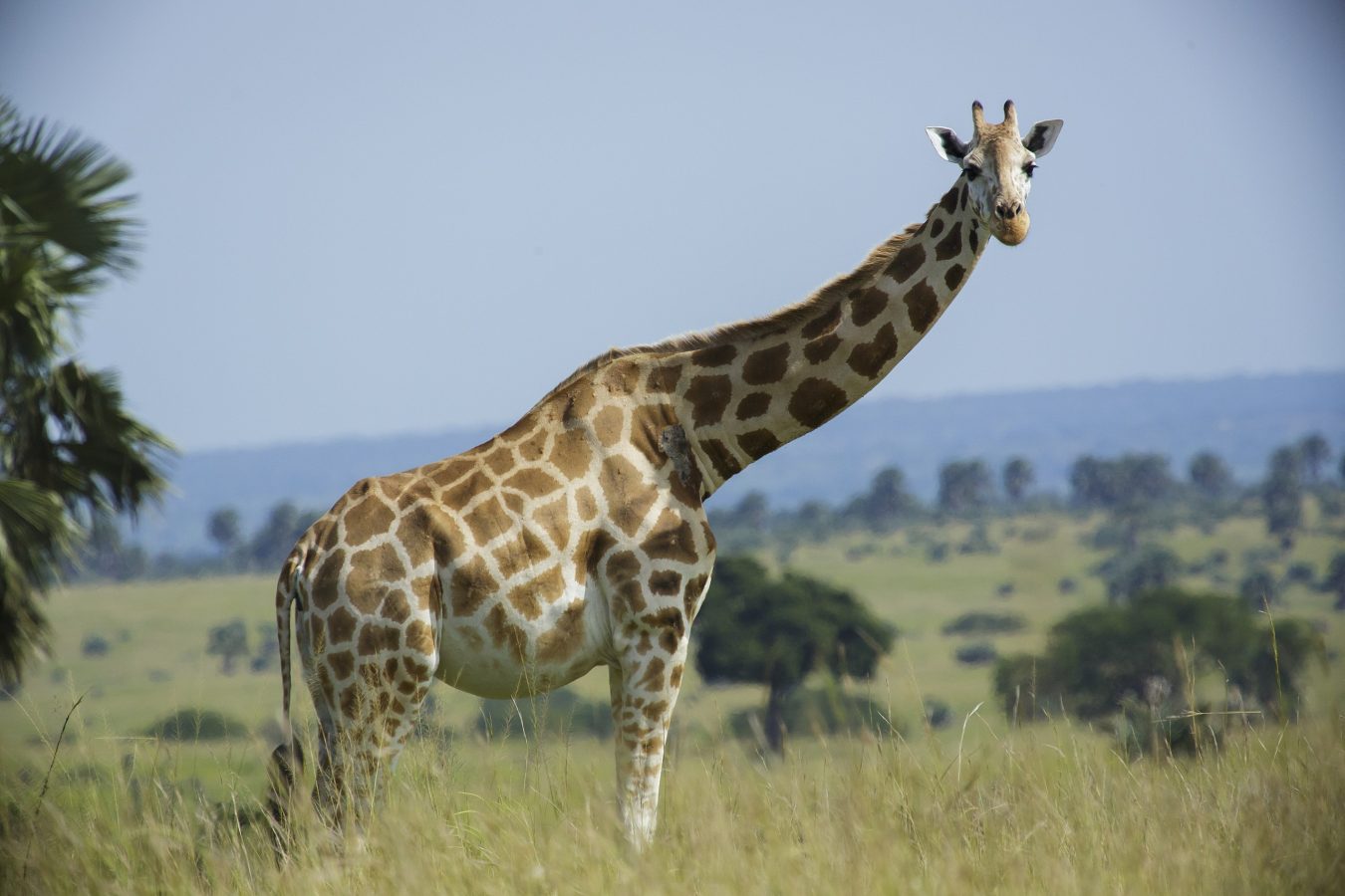 Lake Mburo National Park Uganda