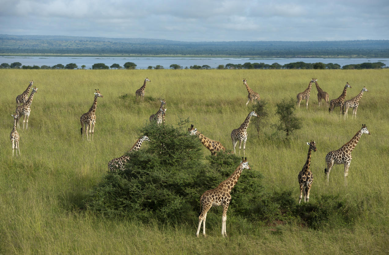 Giraffes