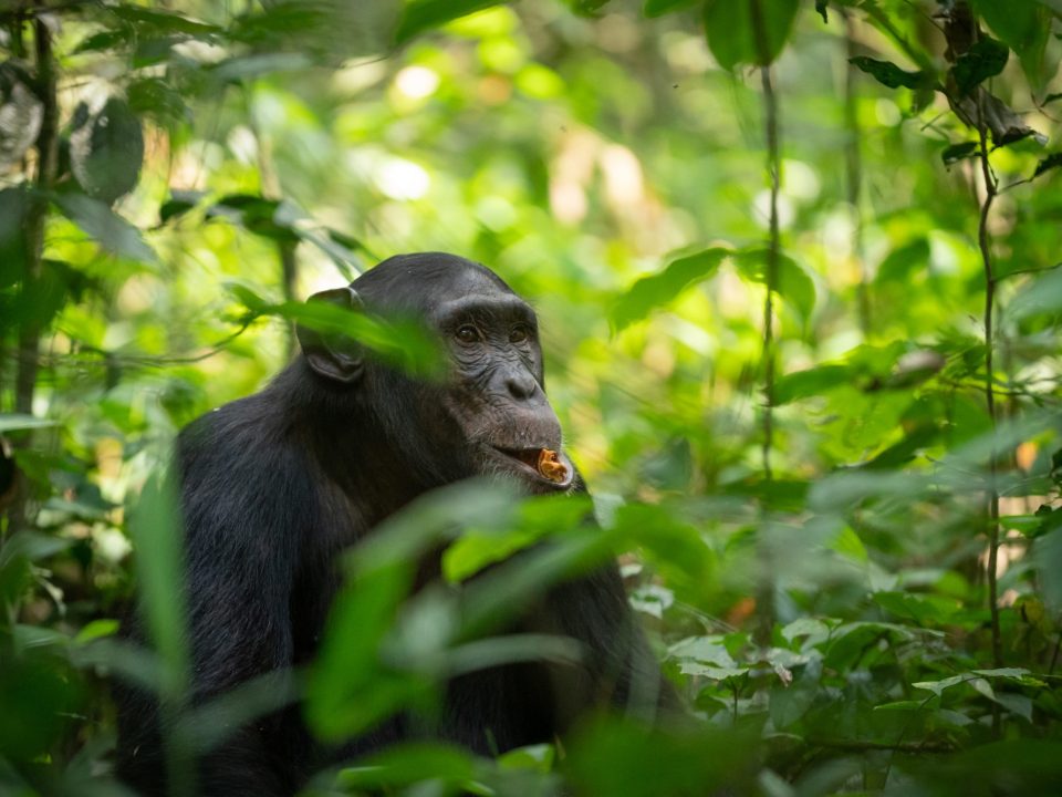 Rwanda Trekking Gorillas & Chimps 4-Day Tour