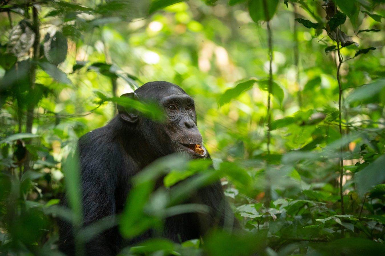Gorilla and Chimpanzee Safari in Rwanda