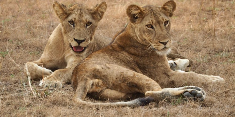 Kenya Wildlife Safaris Tour
