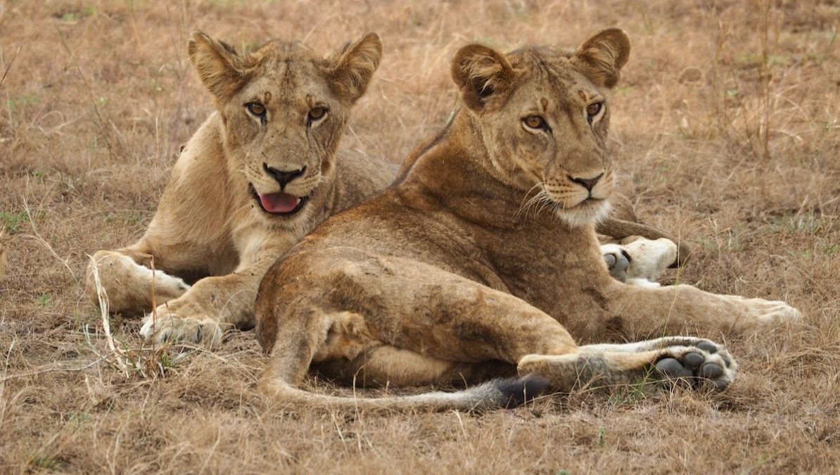 Kenya Wildlife Safaris Tour