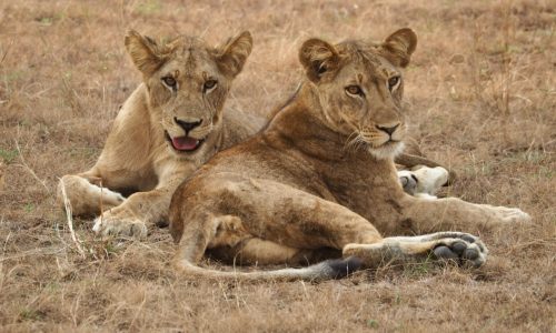 Kenya Wildlife Safaris Tour