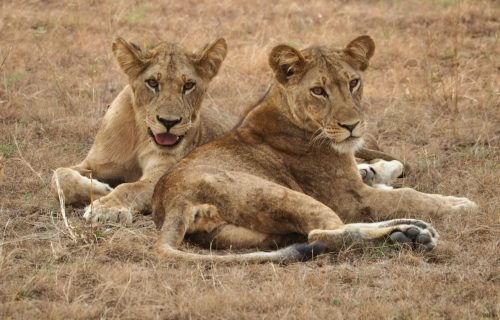 Kenya Wildlife Safaris Tour